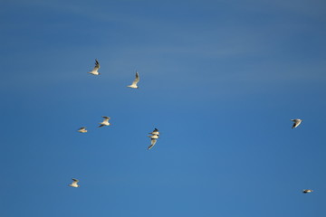 A flock of seagulls