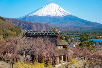 Public place : Vintage Japanease style house and Mt. Fuji. Saiko Iyashi no Sato Nenba village, Yamanashi, Japan, during spring season with some sakura.