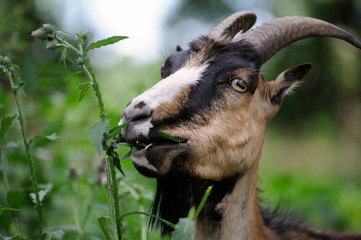 Goat on a background of green field