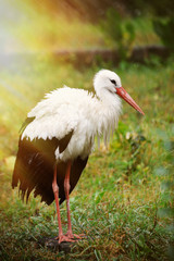 Stork  on a background of forest