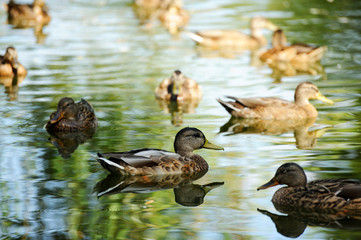 Wild duck on the lake.