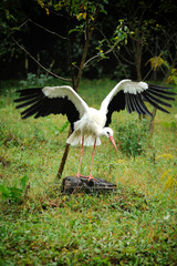 Stork  on a background of forest