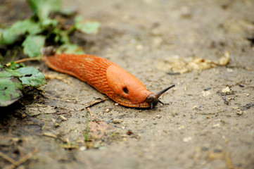 Garden slug