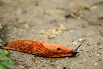 Garden slug