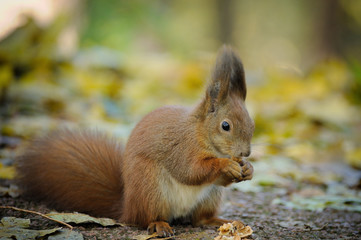 Naklejka na ściany i meble Squirrel eats nuts