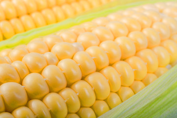 Ripe sweet corn cobs closeup.