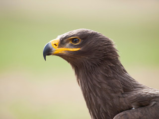 Detail of head of steppe eagle - Aquila nipalensis