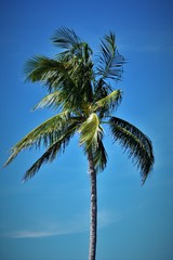 Obraz na płótnie Canvas palm, tree, sky,blue,coconut,palm tree,tropical, nature,tropics,green, trees, blue sky,palms