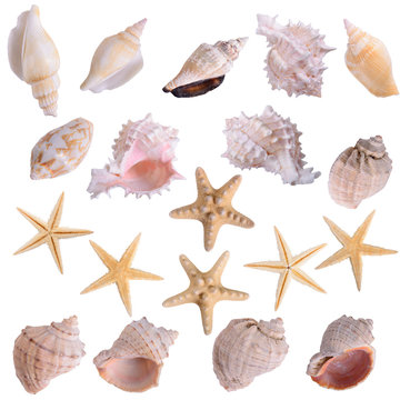 starfish seashells shellfish set