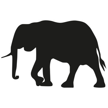 Vector image of an adult elephant. Silhouette of the elephant.