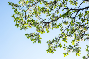 Fototapeta premium Blossoming cherry tree