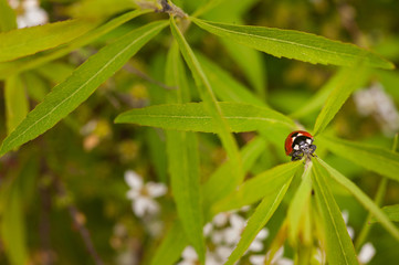 Macroshot of a lady bug