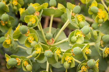 Closeup of euphorbia flowers bloomin