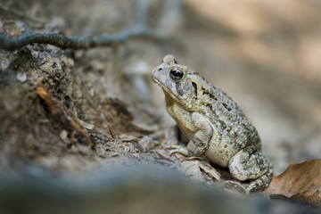 Toad on the Potomac