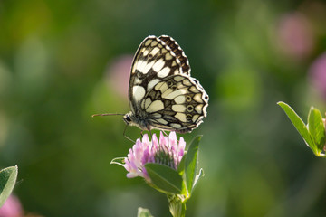 Melanargia galathea 