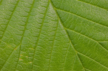 Macro shot of a leaf structure