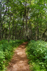 Fototapeta na wymiar Path at Shenandoah National Park 