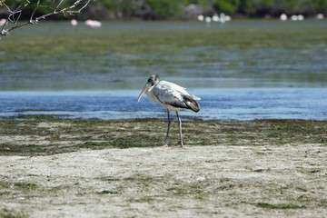 Florida, Everglades, Birds, alligators and Limulus