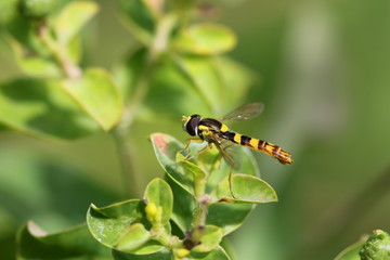 syrphe