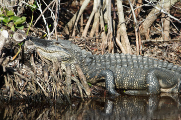 Florida, Everglades, Birds, alligators and Limulus