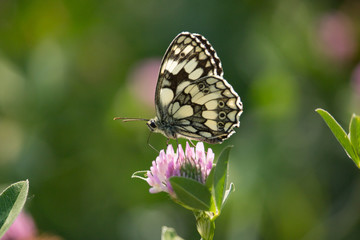 Melanargia galathea 