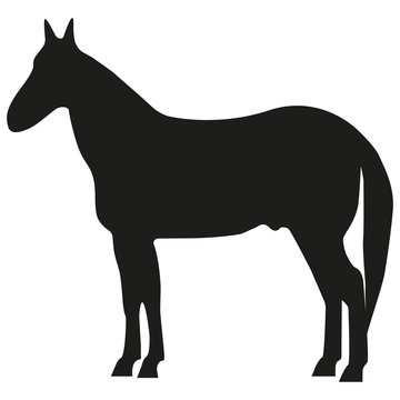 Vector image of a horse. The horse is silent.