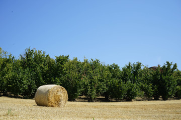 Field with hazelnuts and hay bale