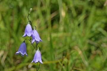 Rundblättrige Glockenblume (Campanula rotundifolia)
