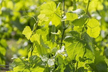 grapevine plant detail