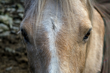Female Horse