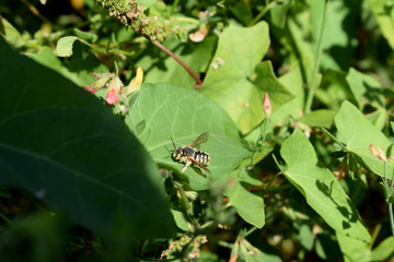 Naklejka premium Waiting Wasp
