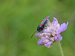 Sechsfleckwidderchen (Zygaena filipendulae) auf Acker-Witwenblume (Knautia arvensis) 
