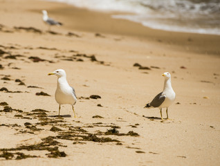 Fototapeta na wymiar Gulls-girlfriends on a walk