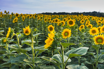 Sunflowers