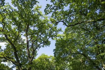 Oaks in the Sky
