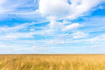 Obraz premium Field with grass on a background of cloudy sky