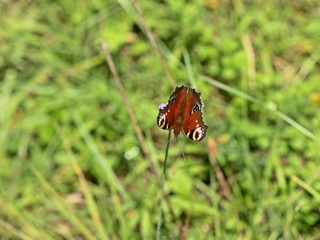 Tagpfauenauge (Aglais io) auf Ackerwitwenblume (Knautia arvensis)
