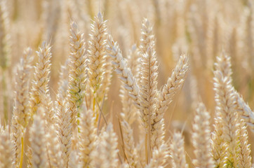 Fototapeta premium Cereal field ready for harvesting