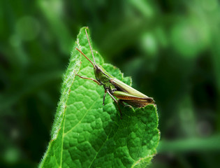 Fototapeta premium SAMSUNG CAMERA PICTURES