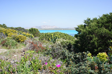 Nature sauvage et paradisiaque - Sardaigne - La Pelosa