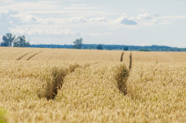 Fototapeta premium Wheat field with traces of tractor wheels