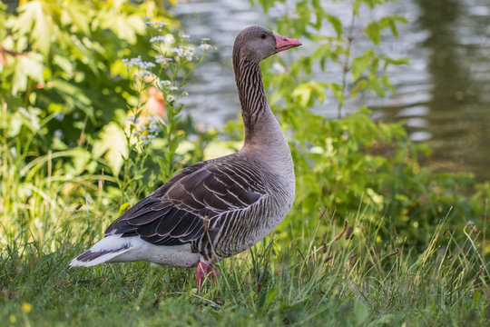 Greylag goose anser anser in the meadow