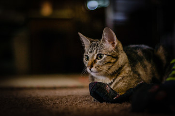 Darla the cat 1