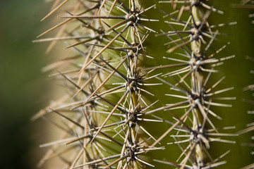 Phenix Arizona, USA, 2017, cactus plants with animals