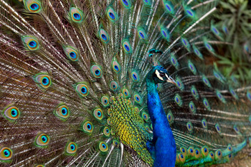 Fototapeta na wymiar Peacock Displaying Feathers on Lokrum, Croatia