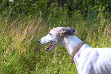English greyhound standing in the grass on a green meadow