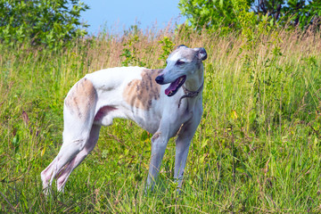 Obraz na płótnie Canvas English greyhound standing in the grass on a green meadow