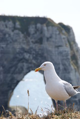 mouette et falaise Etretat
