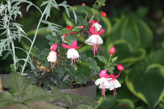 Ornamental Fuchsia plant with hanging red and white flowers.  