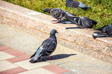 Obraz premium Gray pigeons sit on the city's asphalt on a summer day
